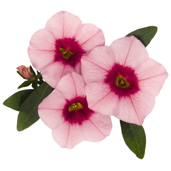 Calibrachoa Hybrida 'Aloha Tiki Soft Pink'