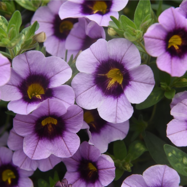 Calibrachoa Hybrida 'Hula Blue'
