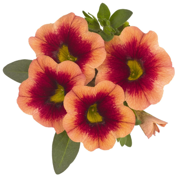 Calibrachoa Hybrida 'Hula Orange'