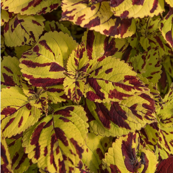 Coleus scutellarioides 'Stained Glassworks Presidio'