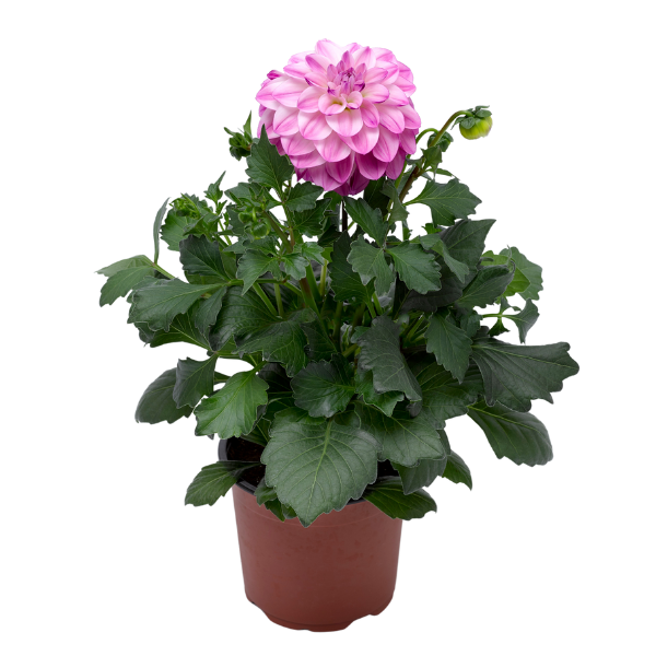 Dahlia hybrida 'Grandalia Lavender Ice'