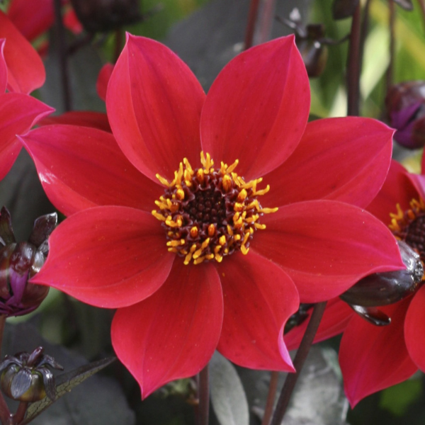 Dahlia hybrida 'Happy Days Cherry Red'