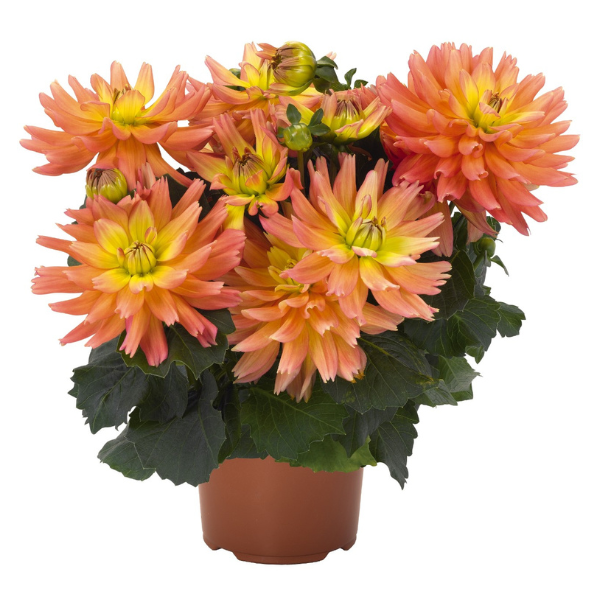 Dahlia hybrida 'XXL Sunset'