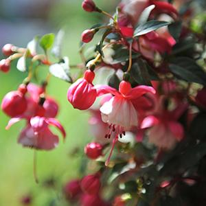 Fuchsia hybrid 'Aretes Alwin'