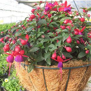 Fuchsia hybrid 'Aretes Ringwood Market'