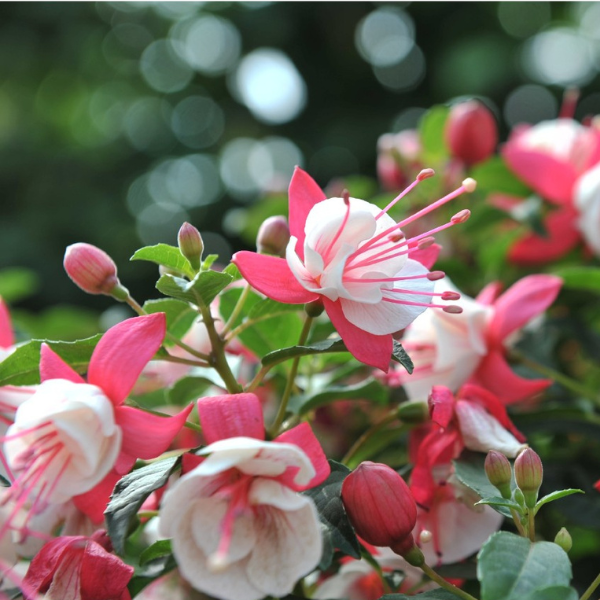 Fuchsia hybrid 'Aretes Upright Arroyo Grande'
