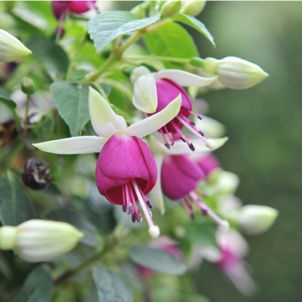 Fuchsia hybrid 'Aretes Upright Jollies Nancy'