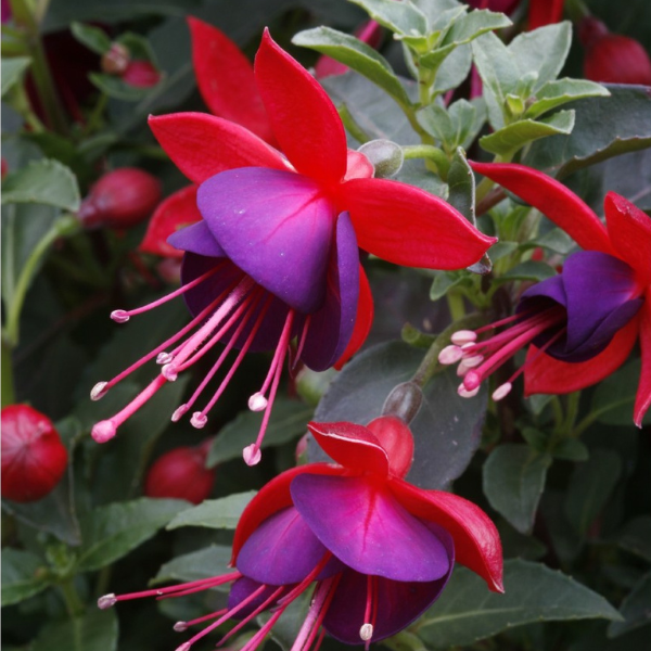 Fuchsia hybrid 'Aretes Upright Jollies Nantes'