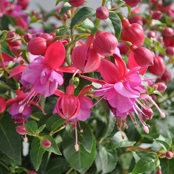 Fuchsia hybrid 'Windchimes Basket Double Pink & Lilac'