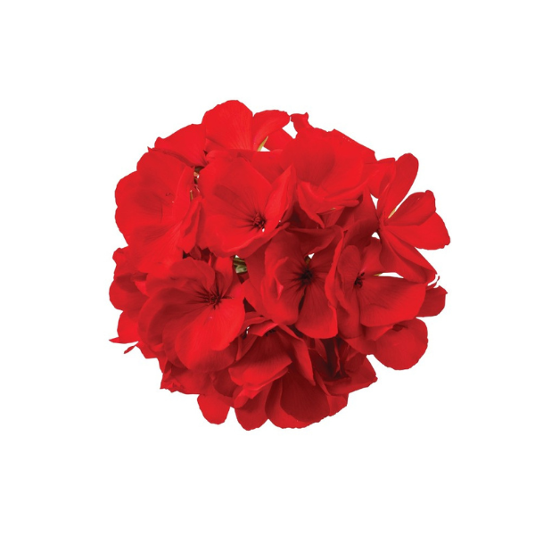 Geranium Hybrid 'Big EEZE Dark Red'