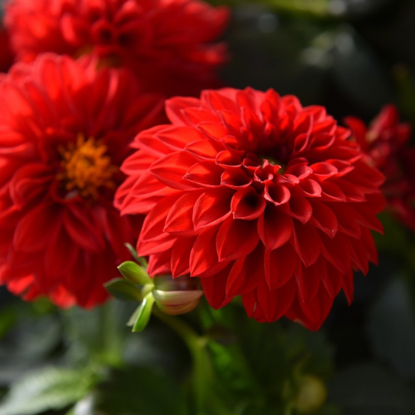 Dahlia hybrida 'Dahlinova Oregon'