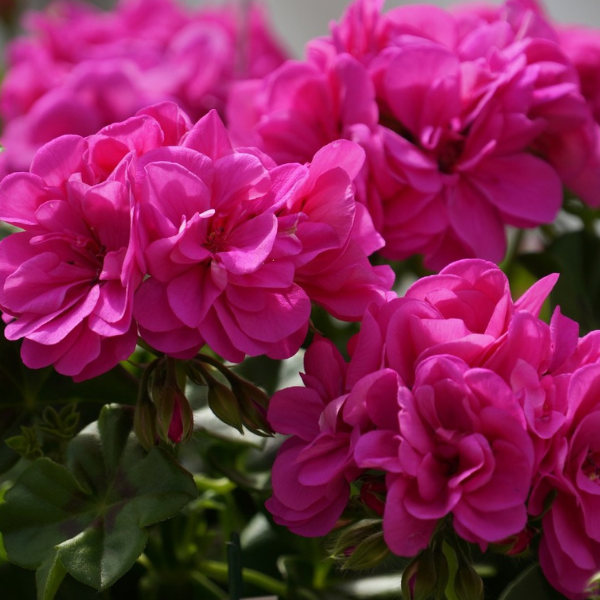 Geranium Ivy pelargonium peltatum 'Great Balls of Fire Blue'