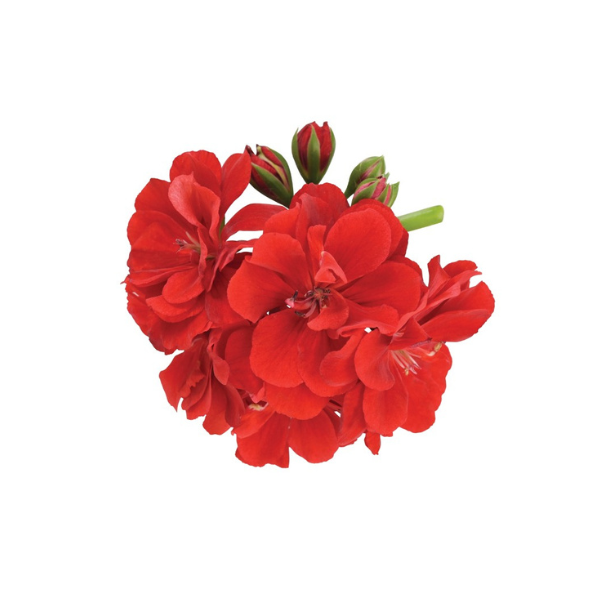 Geranium Ivy pelargonium peltatum 'Great Balls of Fire Dark Red'