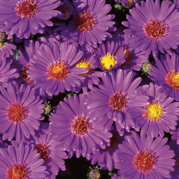 Aster Novi-Belgii 'Believer Purple'