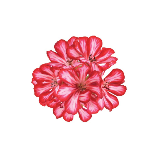 Geranium Ivy pelargonium peltatum 'Great Balls of Fire Stars & Stripes'