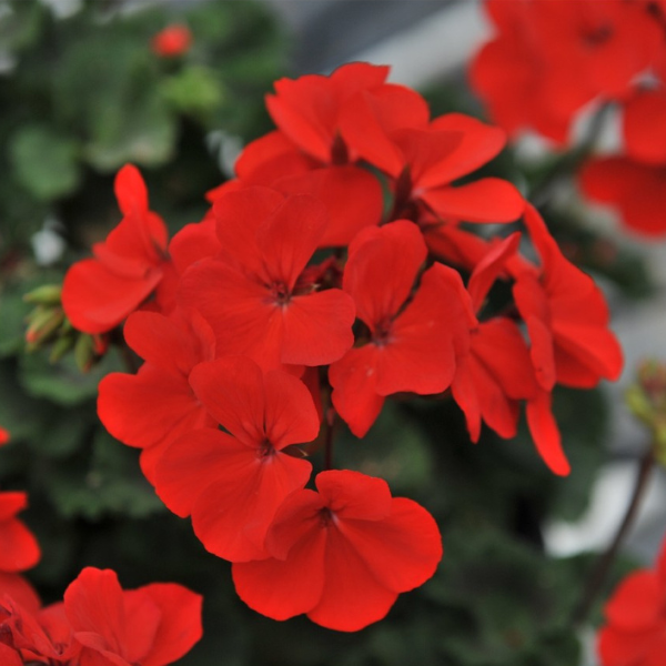 Geranium Hybrid 'Sarita Fire'
