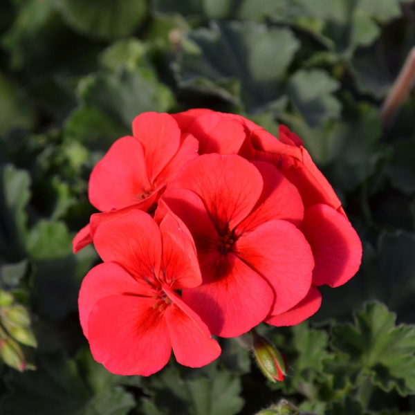 Geranium Hybrid 'Sarita Wild Salmon'