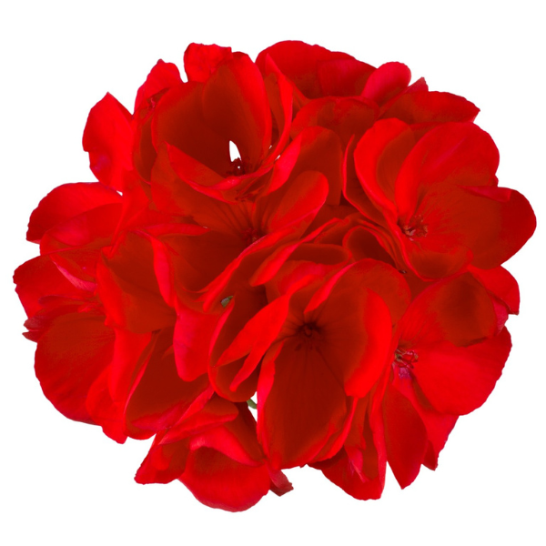 Geranium Zonal pelargonium zonale 'Maestro Idols Red'