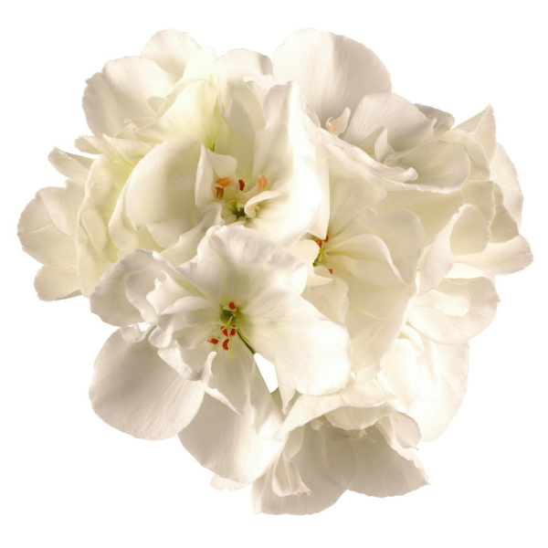 Geranium Zonal pelargonium zonale 'Maestro Idols White'