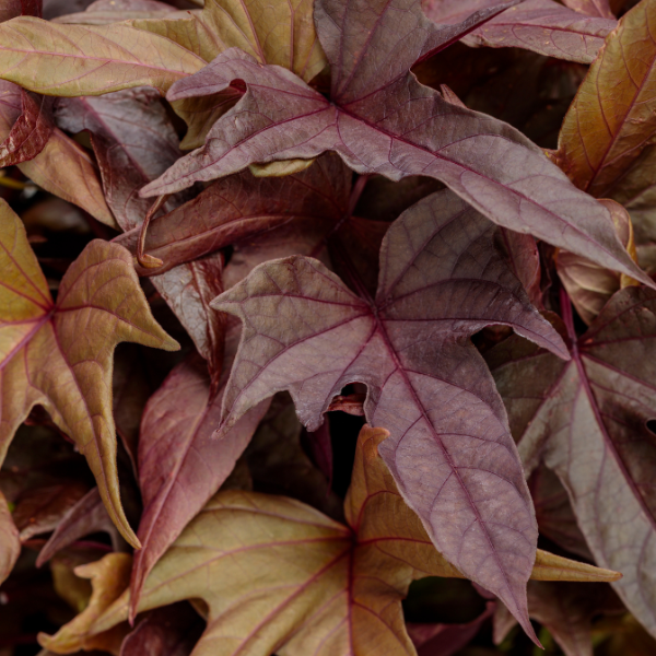 Ipomoea batatas 'Sweet Caroline Red Hawk'