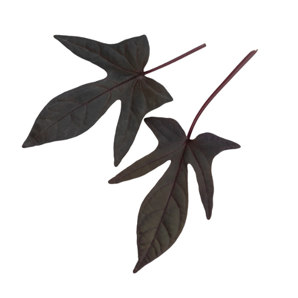 Ipomoea batatas 'FloraMia Black'