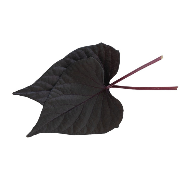 Ipomoea batatas 'FloraMia Cameo'