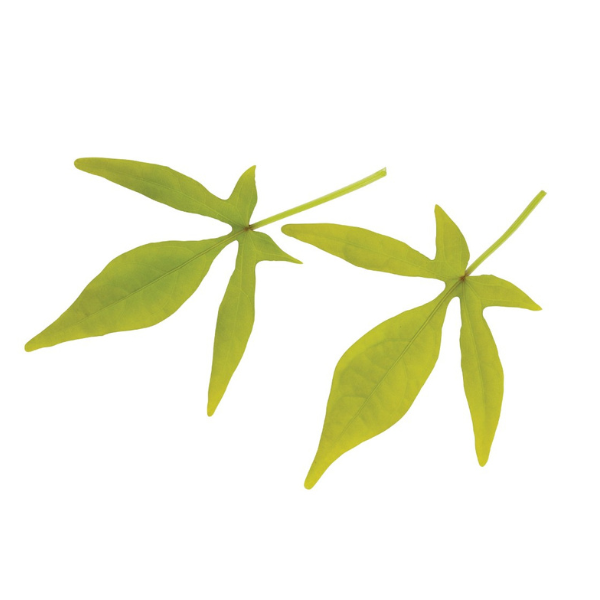 Ipomoea batatas 'FloraMia Limon'