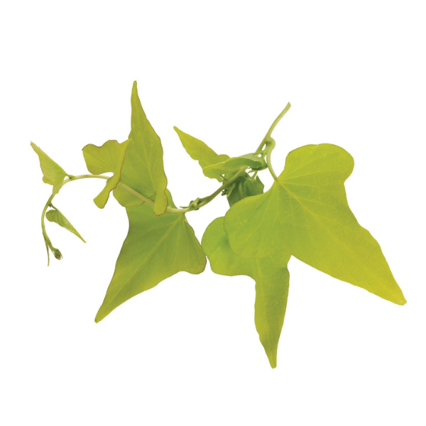 Ipomoea batatas 'FloraMia Limon Wedge'