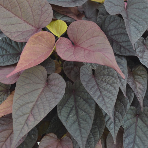 Ipomoea batatas 'FloraMia Rosso'