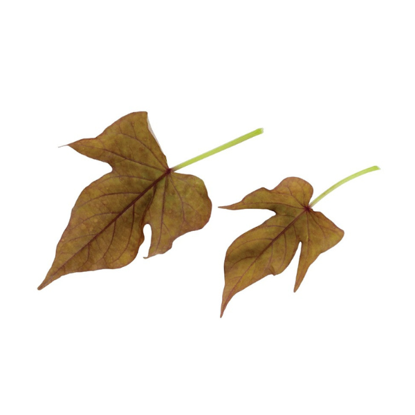Ipomoea batatas 'FloraMia Verdino'