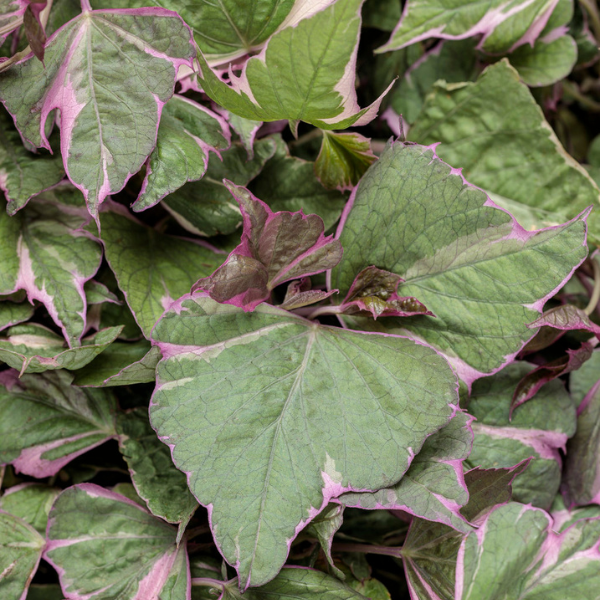 Ipomoea batatas 'Tri-Color'