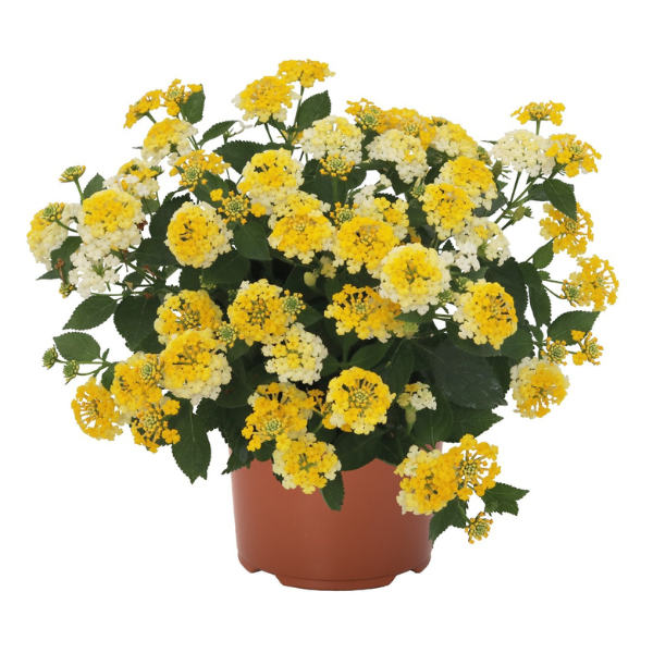 Lantana camara 'Havana Sunshine'