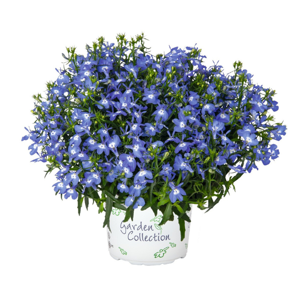 Lobelia erinus 'Bella Mare'
