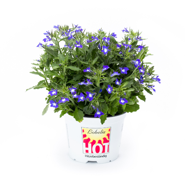 Lobelia erinus 'Hot Bavaria'