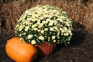 Mum chrysanthemum x morifolium 'Gigi Snow'