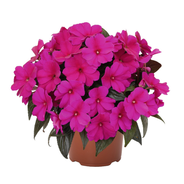 New Guinea impatiens hawkerii 'Magnum Blue'