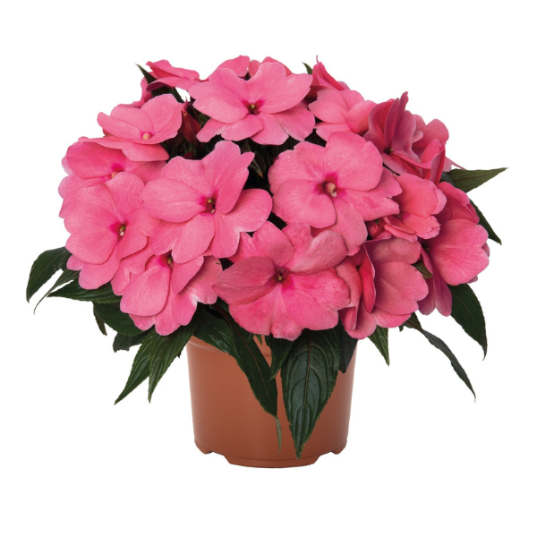 New Guinea impatiens hawkerii 'Magnum Clear Pink'