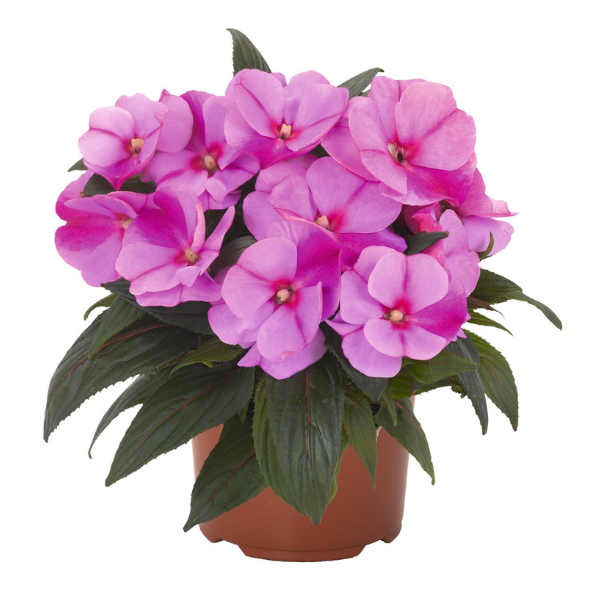 New Guinea impatiens hawkerii 'Magnum Lavender Splash'