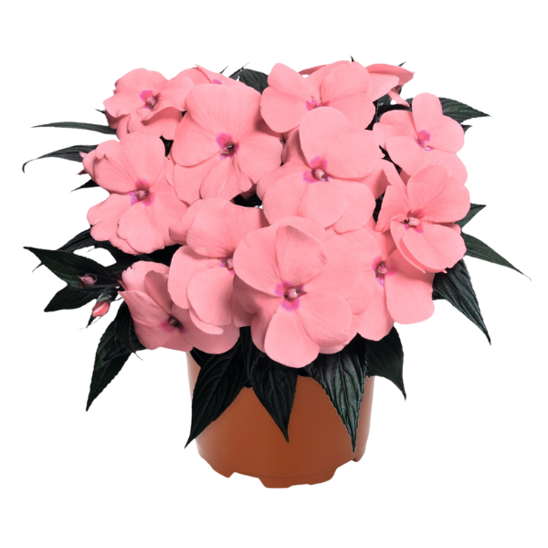New Guinea impatiens hawkerii 'Magnum Pink'