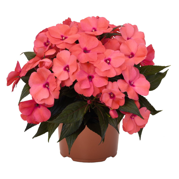 New Guinea impatiens hawkerii 'Magnum Salmon'