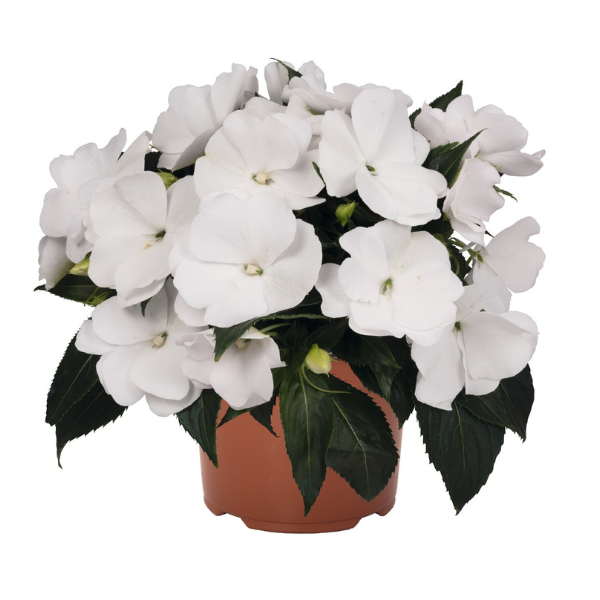 New Guinea impatiens hawkerii 'Magnum White '20'