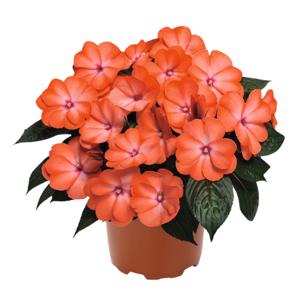 New Guinea impatiens hawkerii 'Magnum Wild Salmon'