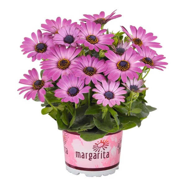 Osteospermum ecklonis 'Margarita Dark Pink'
