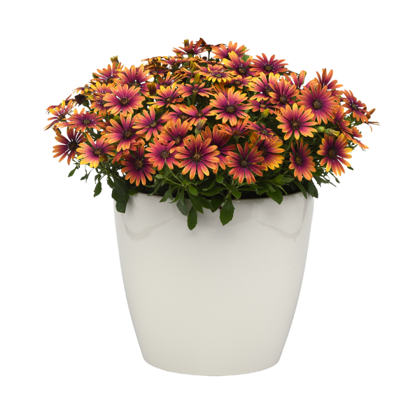 Osteospermum ecklonis 'Zion Purple Sun'