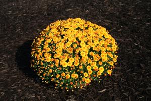 Mum chrysanthemum x morifolium 'Gigi Gold'