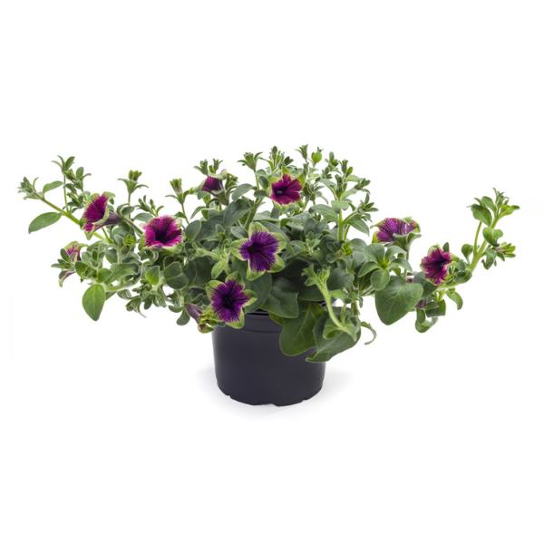Petunia hybrida 'Tea Purple Green Edge'