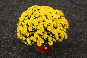 Mum chrysanthemum x morifolium 'Elena Gold'