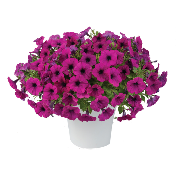 Petunia hybrida 'Cascadias Passion'