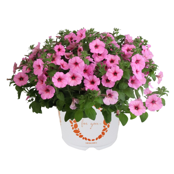 Petunia hybrida 'Durabloom Royal Pink'