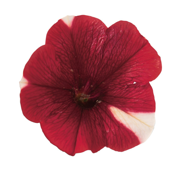 Petunia hybrida 'Peppy Red'